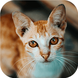 Katzentastisches Puzzle-Herausforderungsspiel